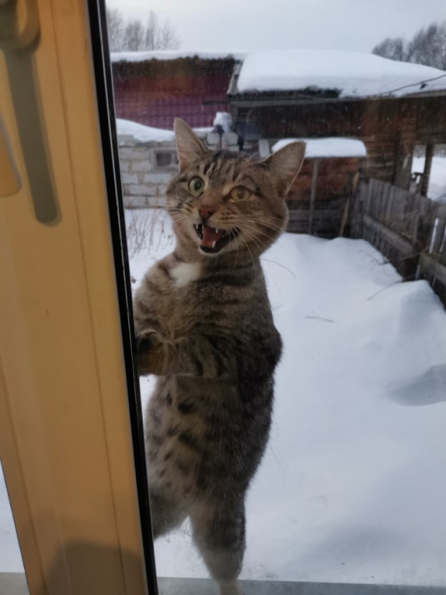 Котовторник!