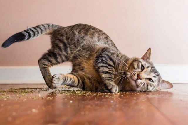 Которник