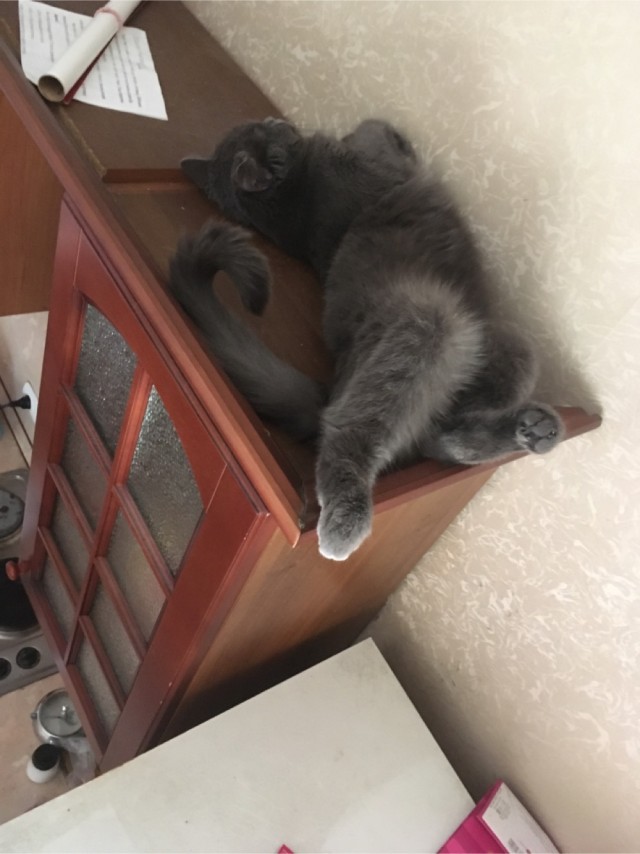 Погнали! С котовторником, други!