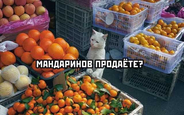 Продавцы рыбов негодуют