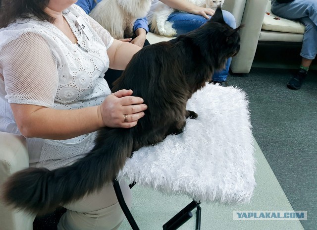 Кот Мейн-кун: царь домашних кошек!