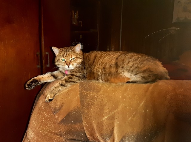 МИРУ - МИР ! Котикам - котовторник !