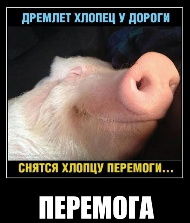 Подоляка 11.03.22 на 11:00