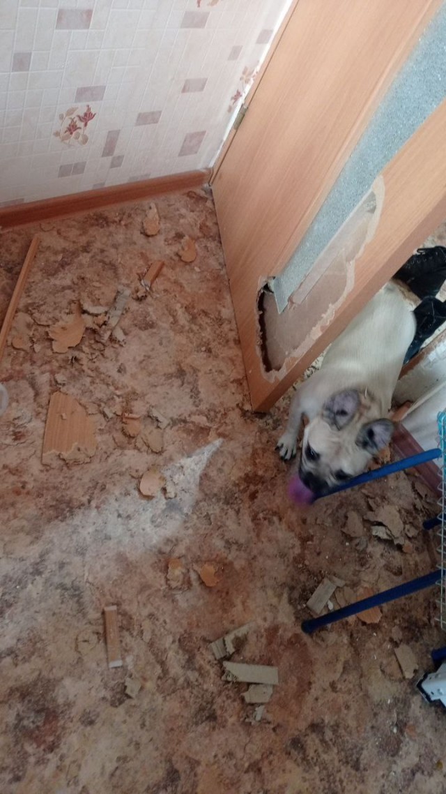 Я люблю свою собаку