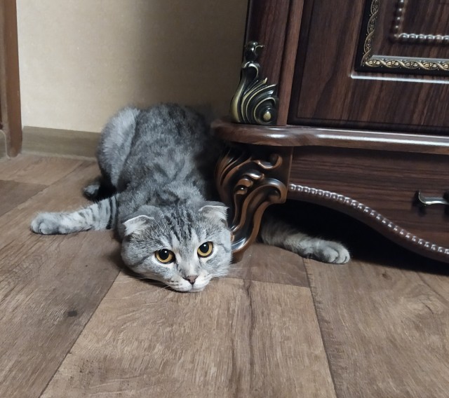 Ну, поехали в котоввторник!