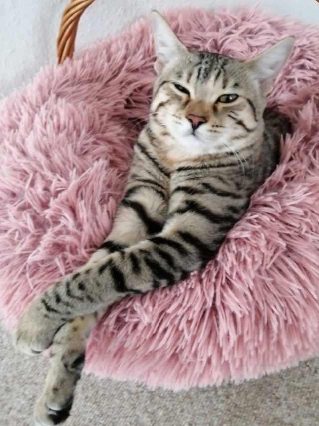 Котовторник 18.10.22