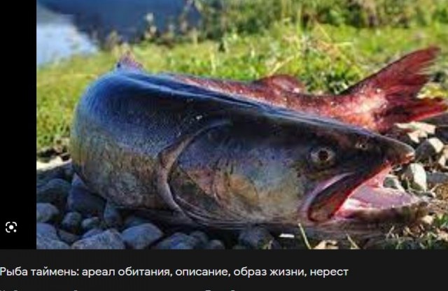 Красотка попалась