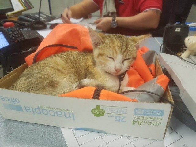 Коты-работяги