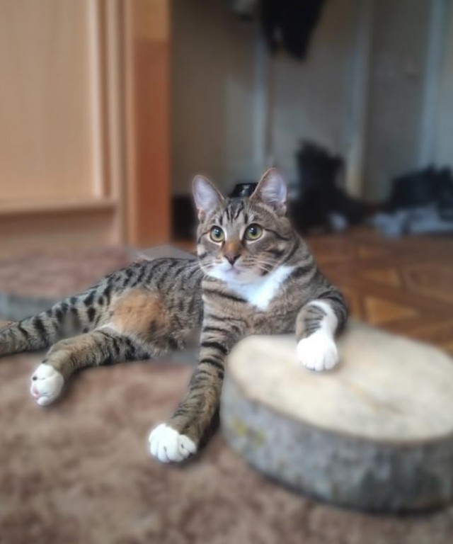 Коты белые, 12 литров