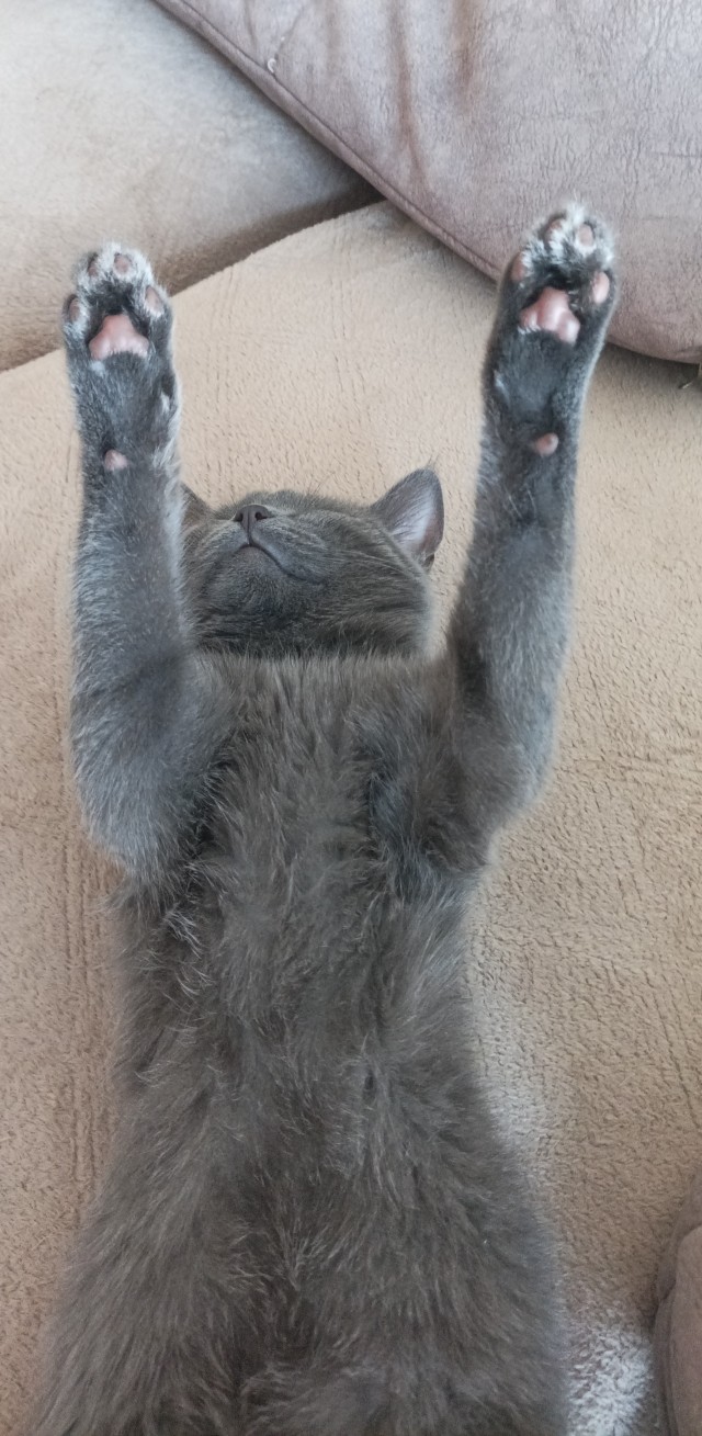 Котовторнику посвящается