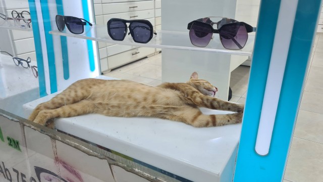 В одном из супермаркетов Баку, города котов!