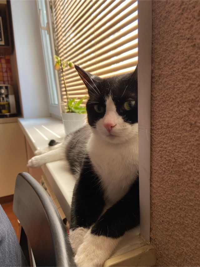 Начинаем котофторник?