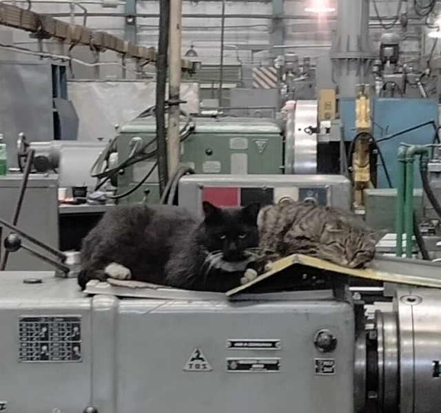 Коты, которые работают на заводах