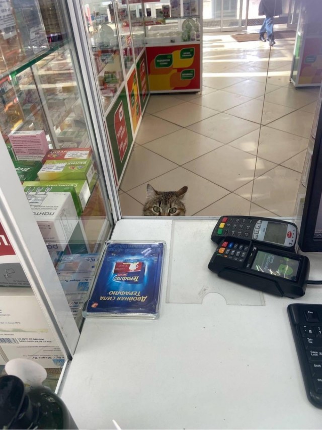 Аптеки и котики
