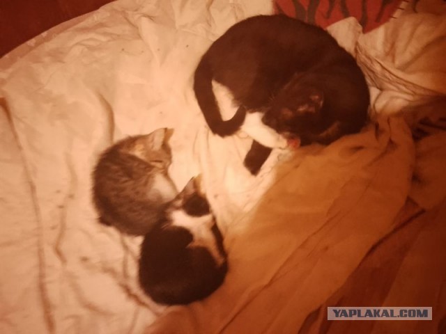Жизнь домашнего приюта для котеек 514