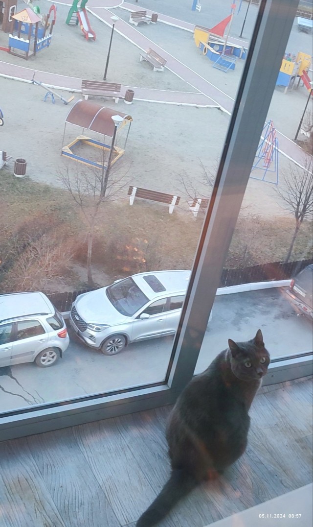 Котовторник 05/11/2024