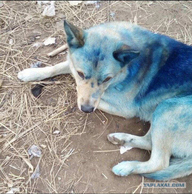 Чудо природы в Барнауле