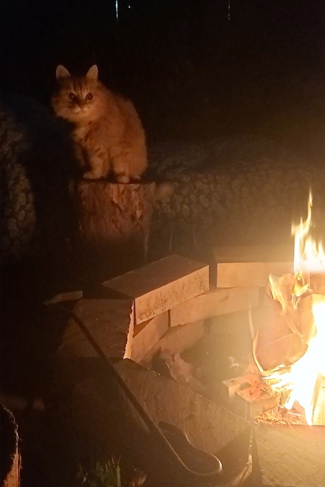 Котовторник