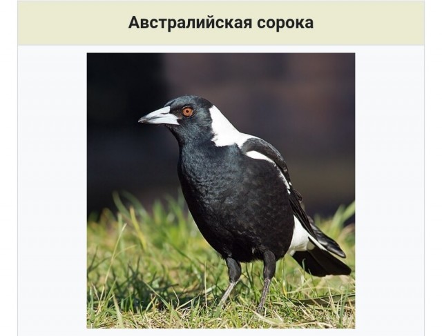 С волками жить...