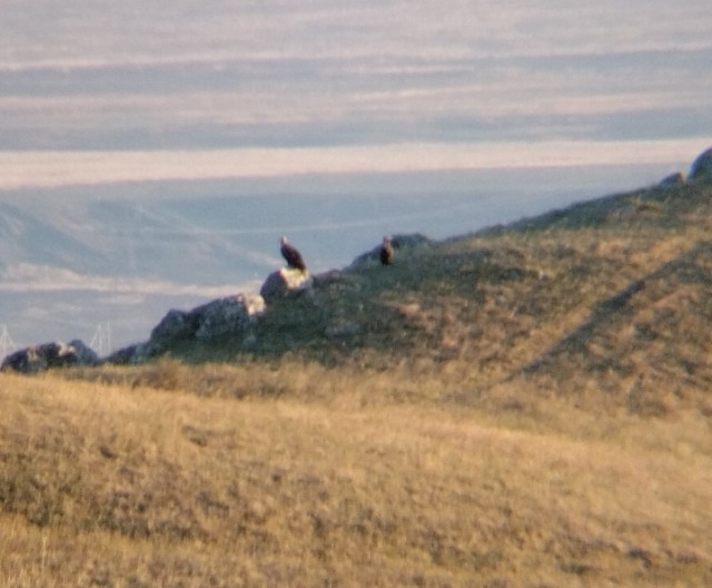 Клуб говорунов (литературный)