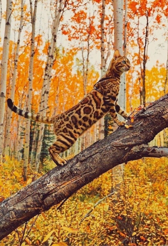Осенний кот