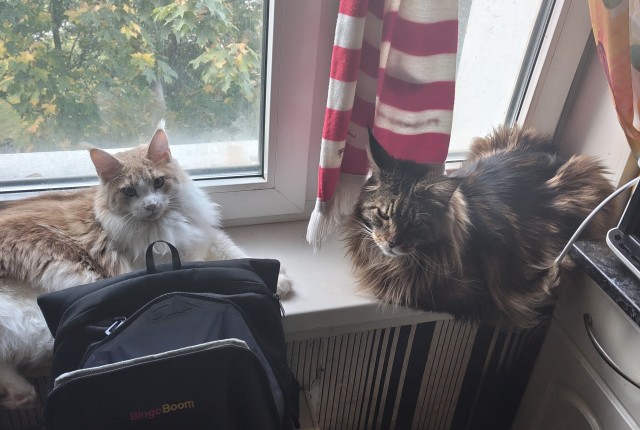 Как поступить? Кошка дома не ночевала