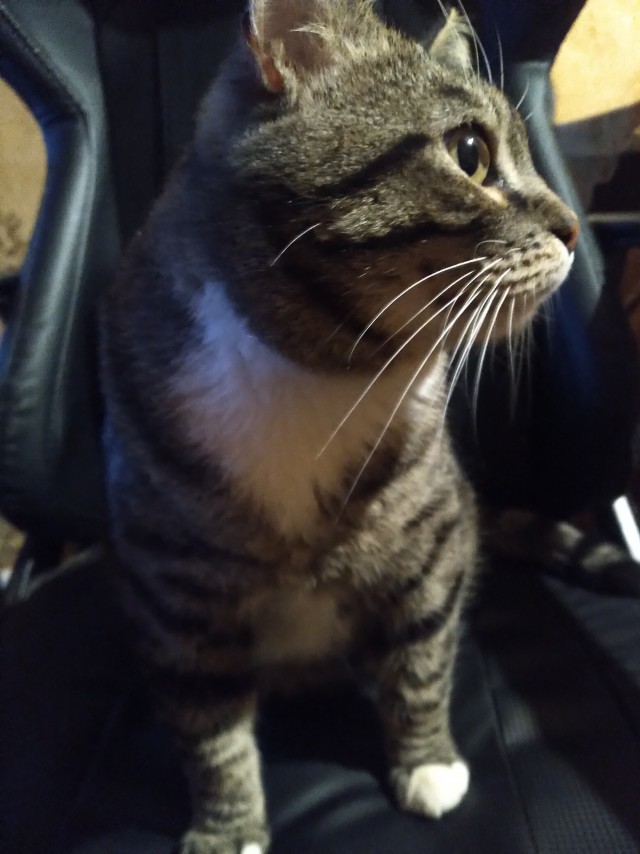 Кот к завершению котовторника