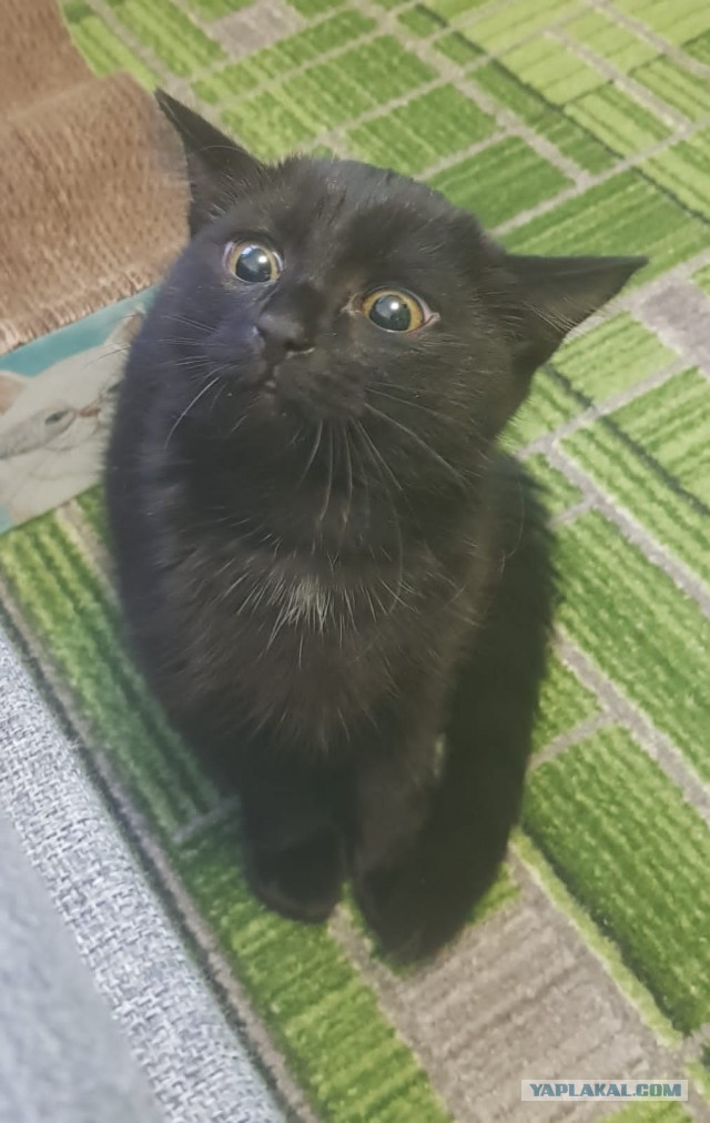 Чёрный котовторник