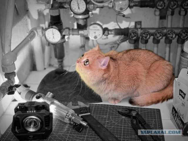 80 г => 3,1 кг (котовторник)