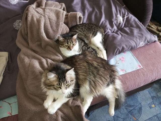 Котовторник же!