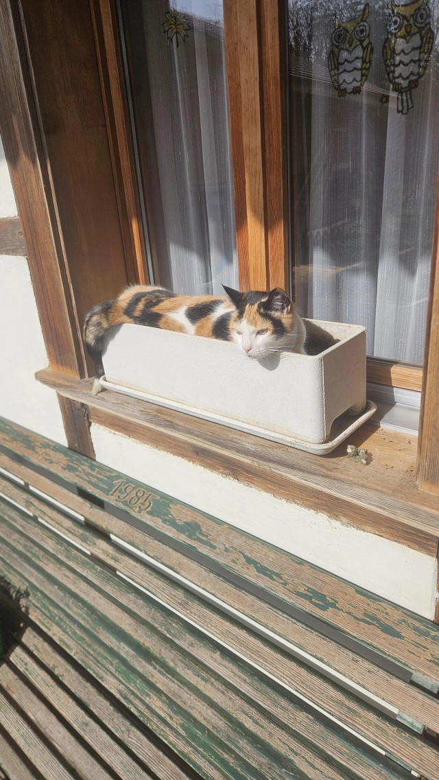 Рандомных фото котов тред