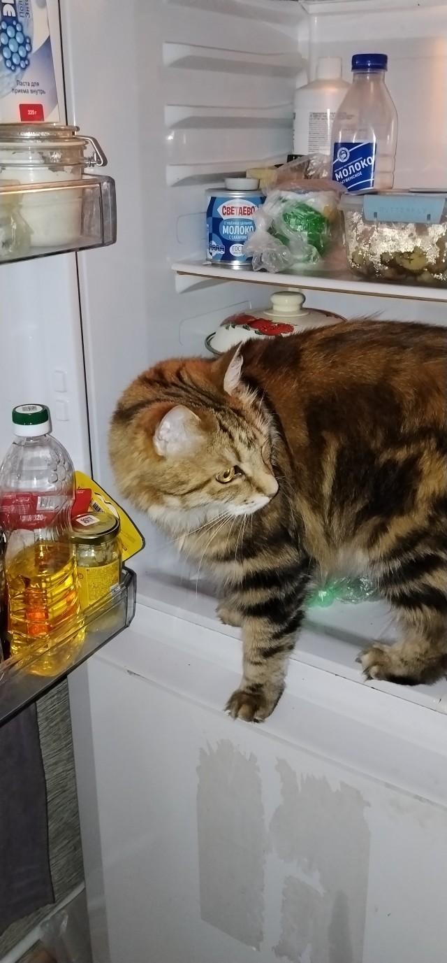 Дети принесли третьего хозяина в дом