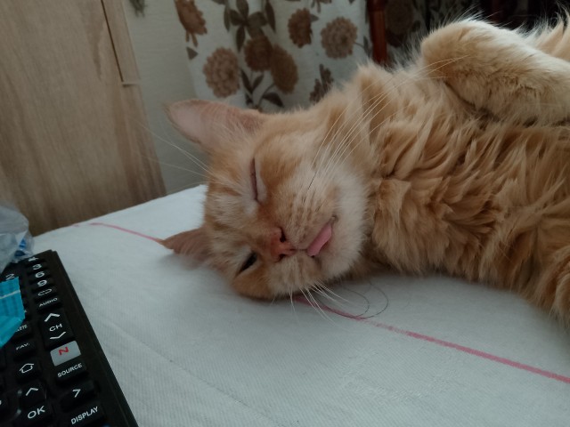Крымский котик⁠