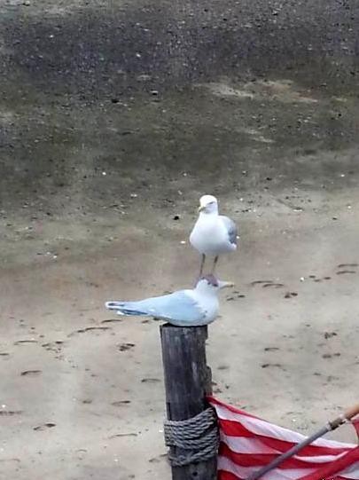 Доминируй, властвуй, унижай!