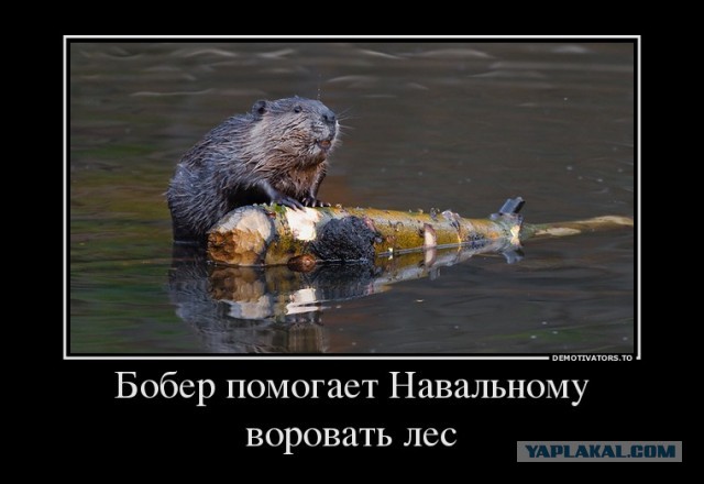 Навальный снимает Собянина с выборов