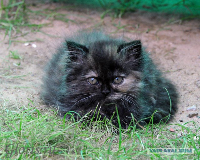 Котовторник 25.02.2014