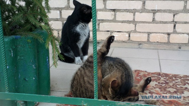 Котовторник  25.03.2014