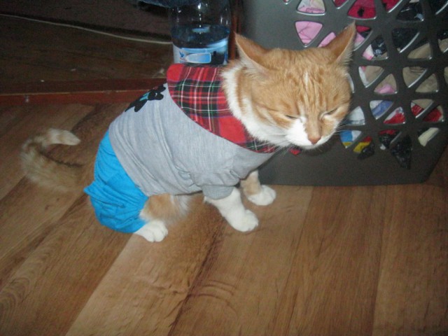 Котовторник 29.04.14.