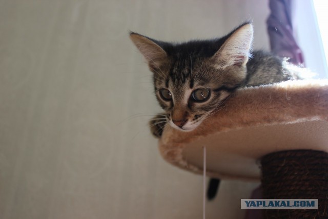 Котовторник 10.06.2014