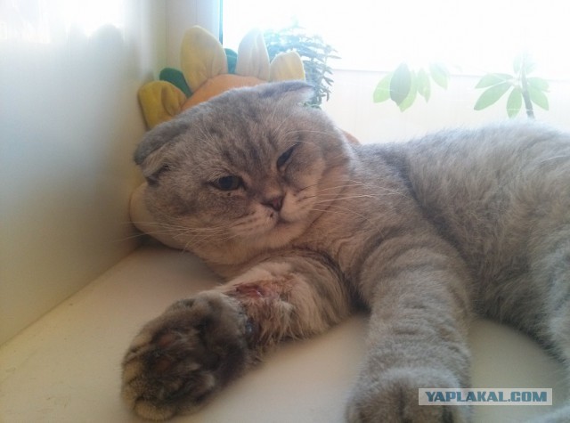 Котовторник 05.08.2014