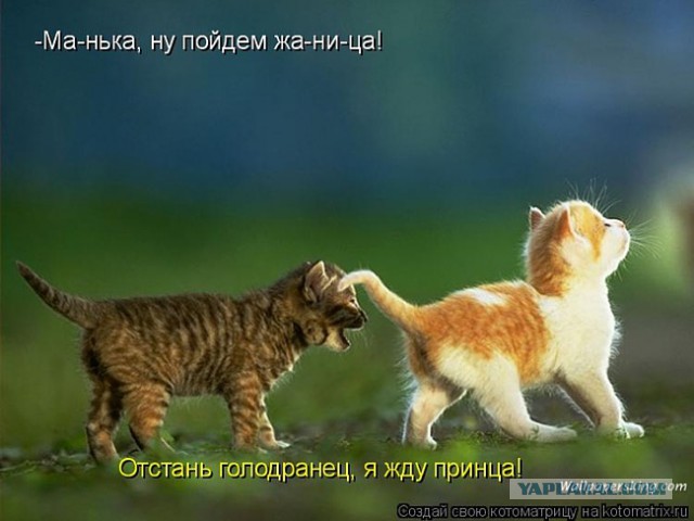 Развожу бабосрач и хоть заклюйте!
