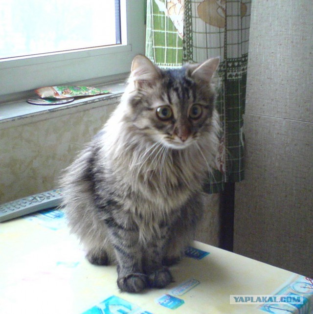 Котовторник 7.10.2014