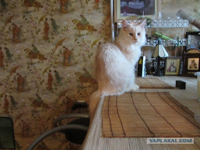 Котовторник 11.11.2014