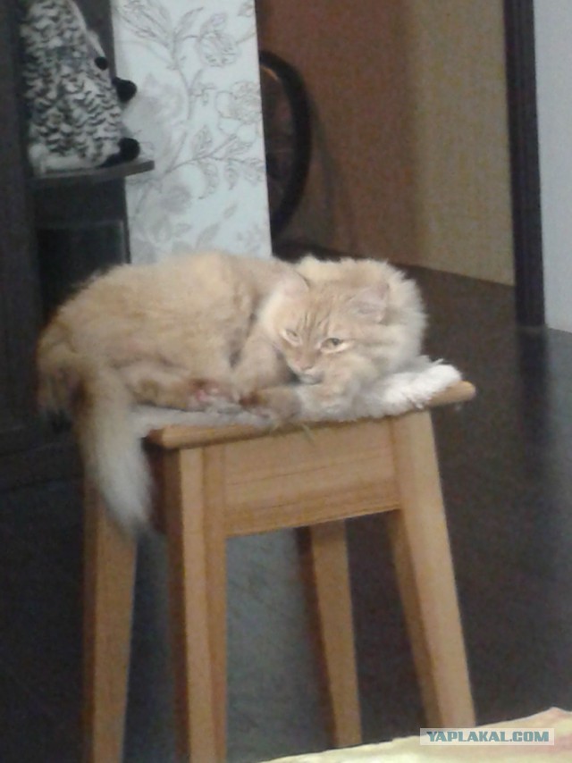 Котовторник 9.12.2014