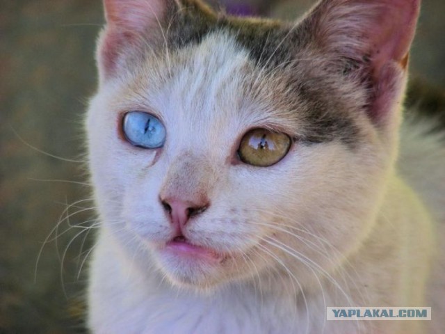 Котовторник 06.01.2015