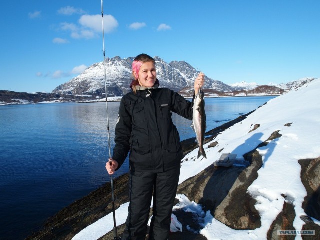 Кое что о рыбе в Норвегии