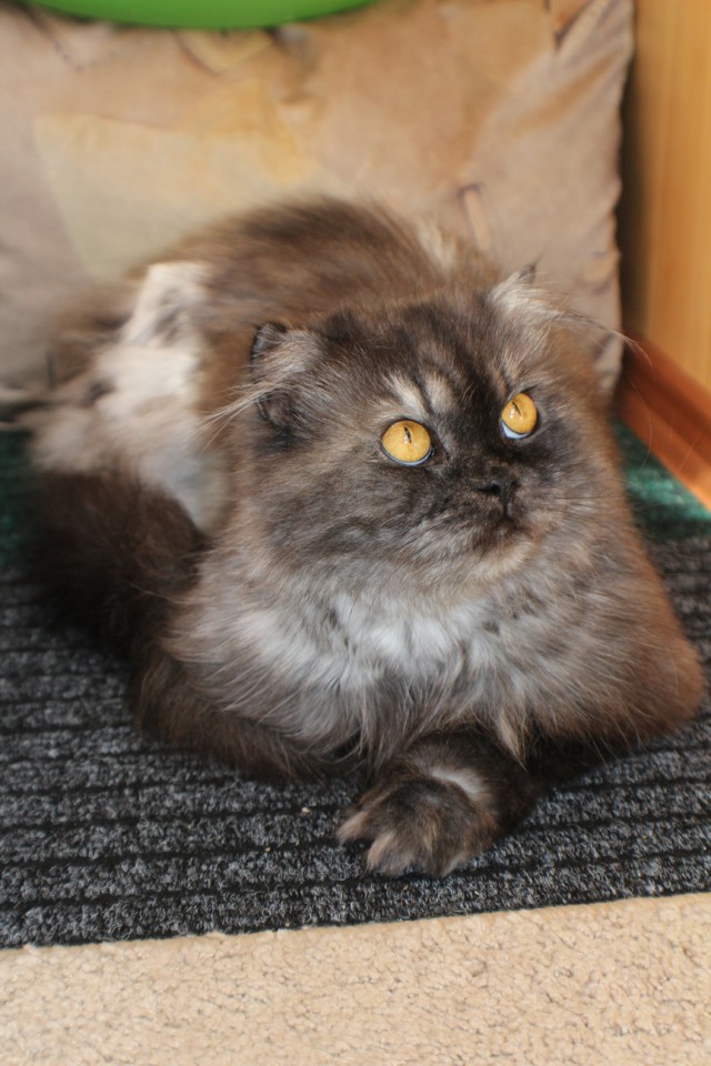 Котовторник