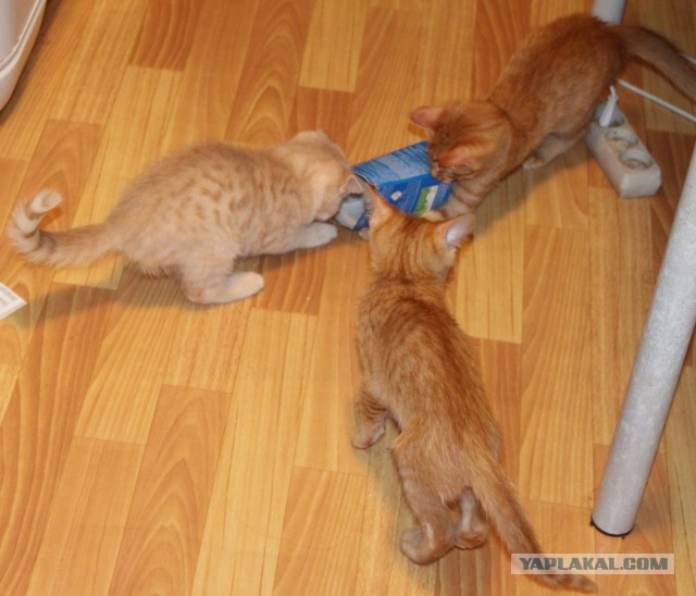 Котовторник