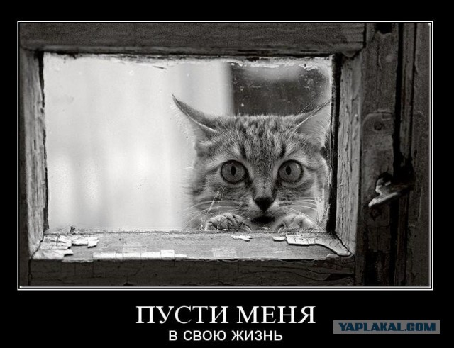 Жена б/у?