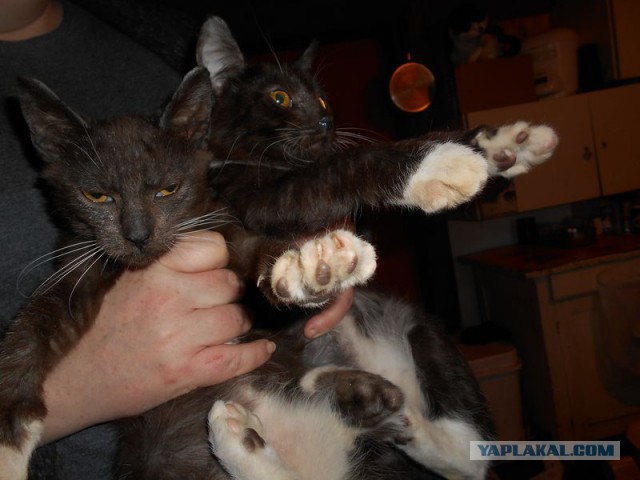 Жизнь домашнего приюта для котеек 95